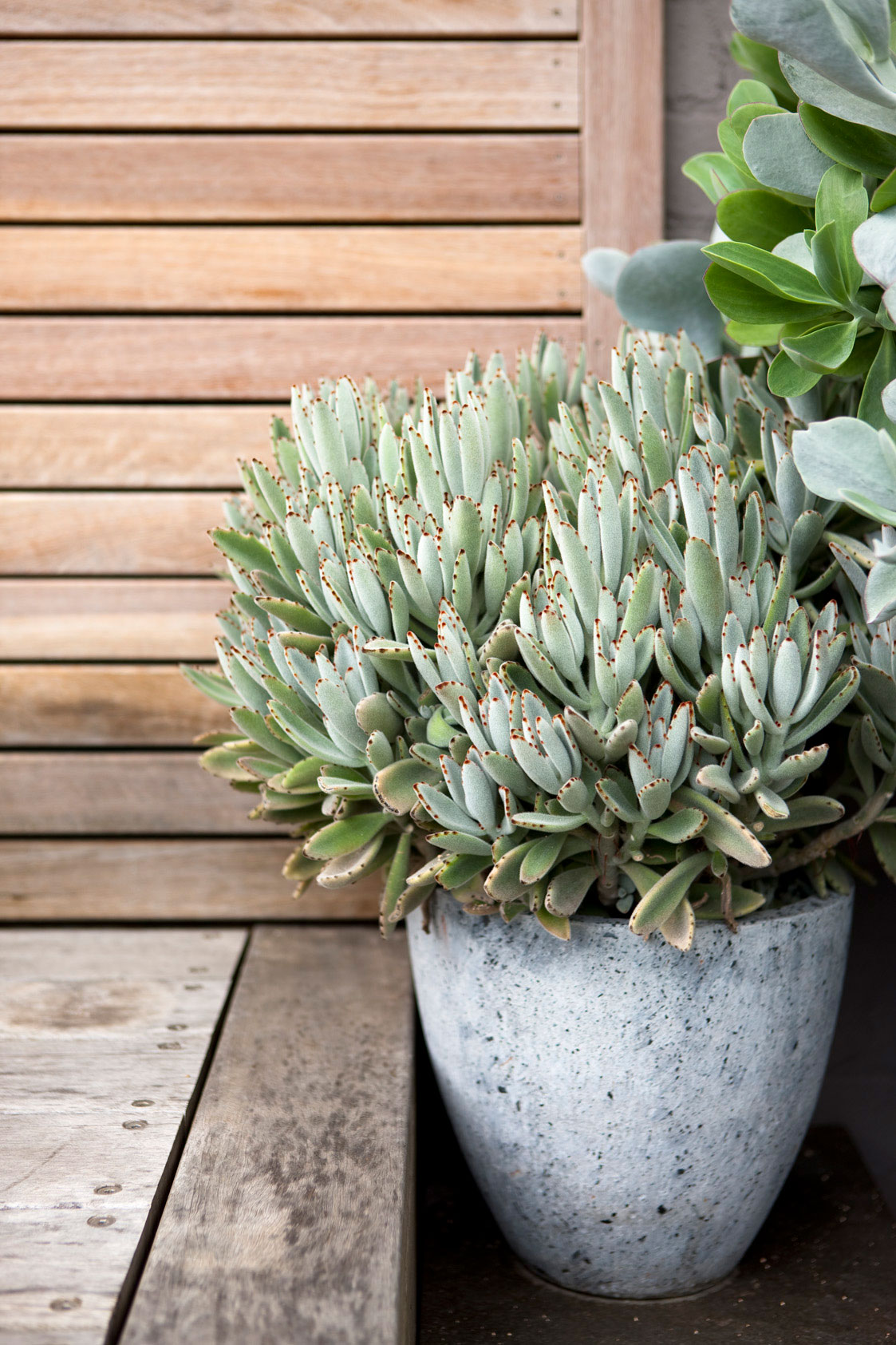 Planter against timber partition