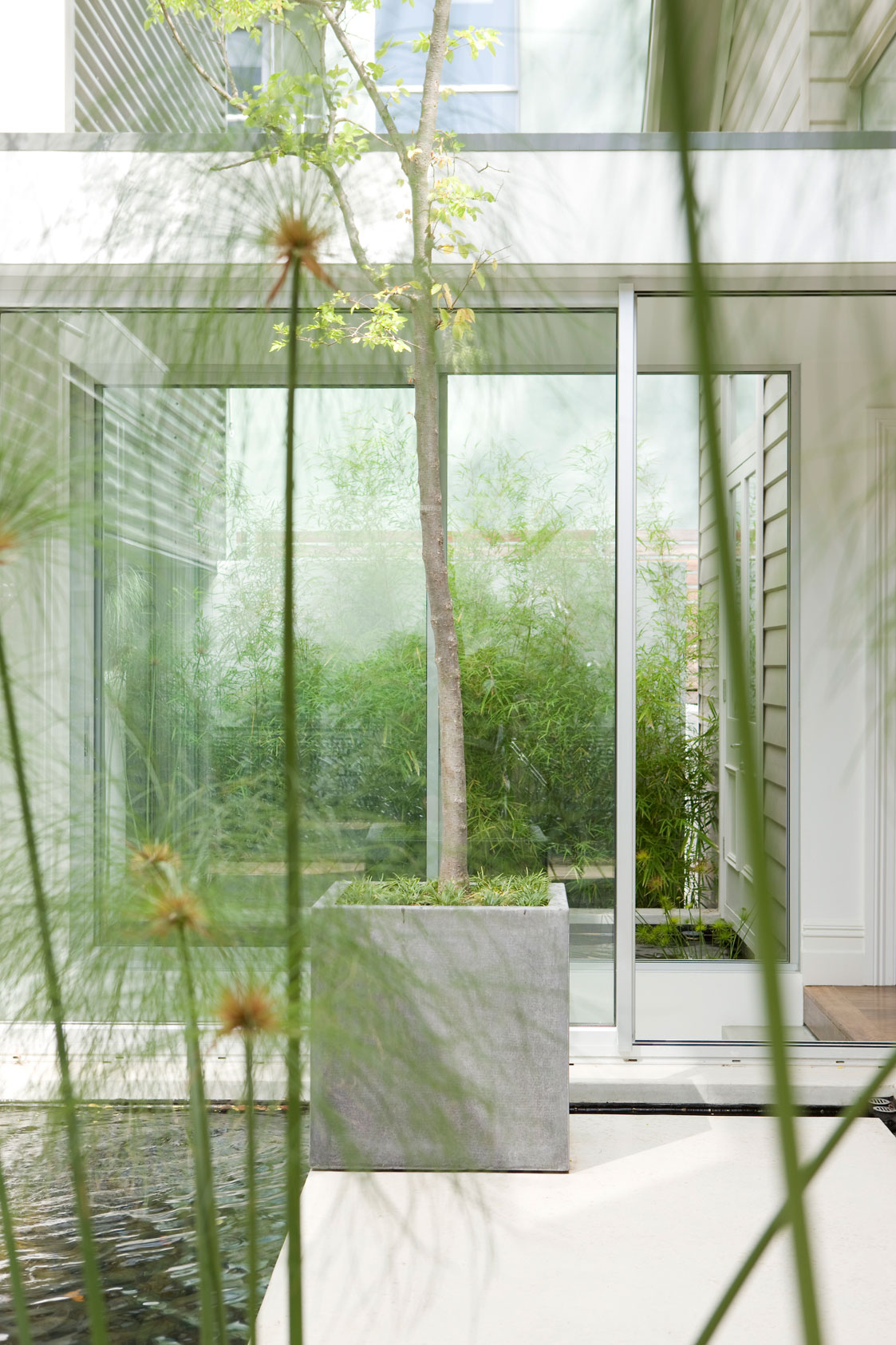 Tree in planter with large window in background