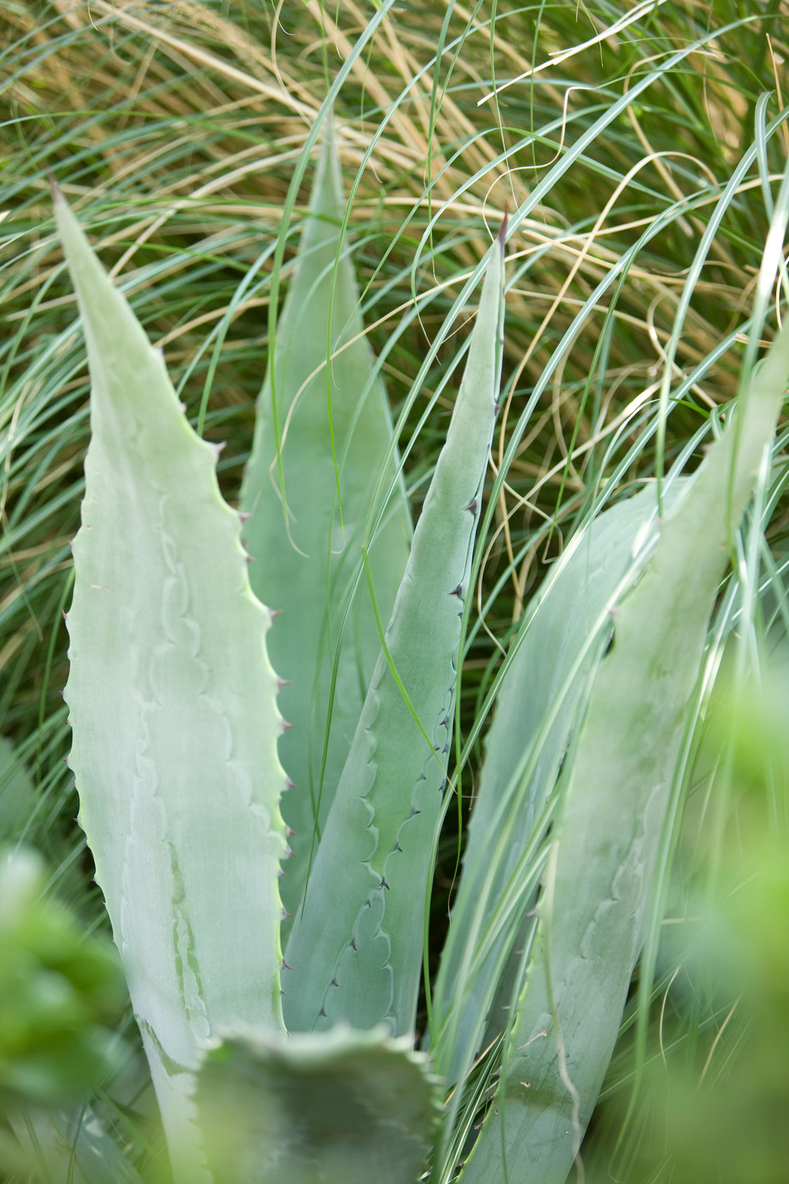 Ground level plants