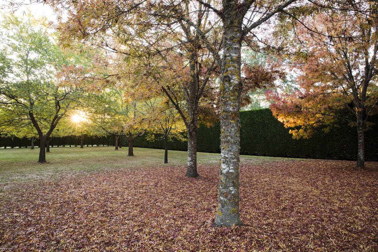 Bark Overtures