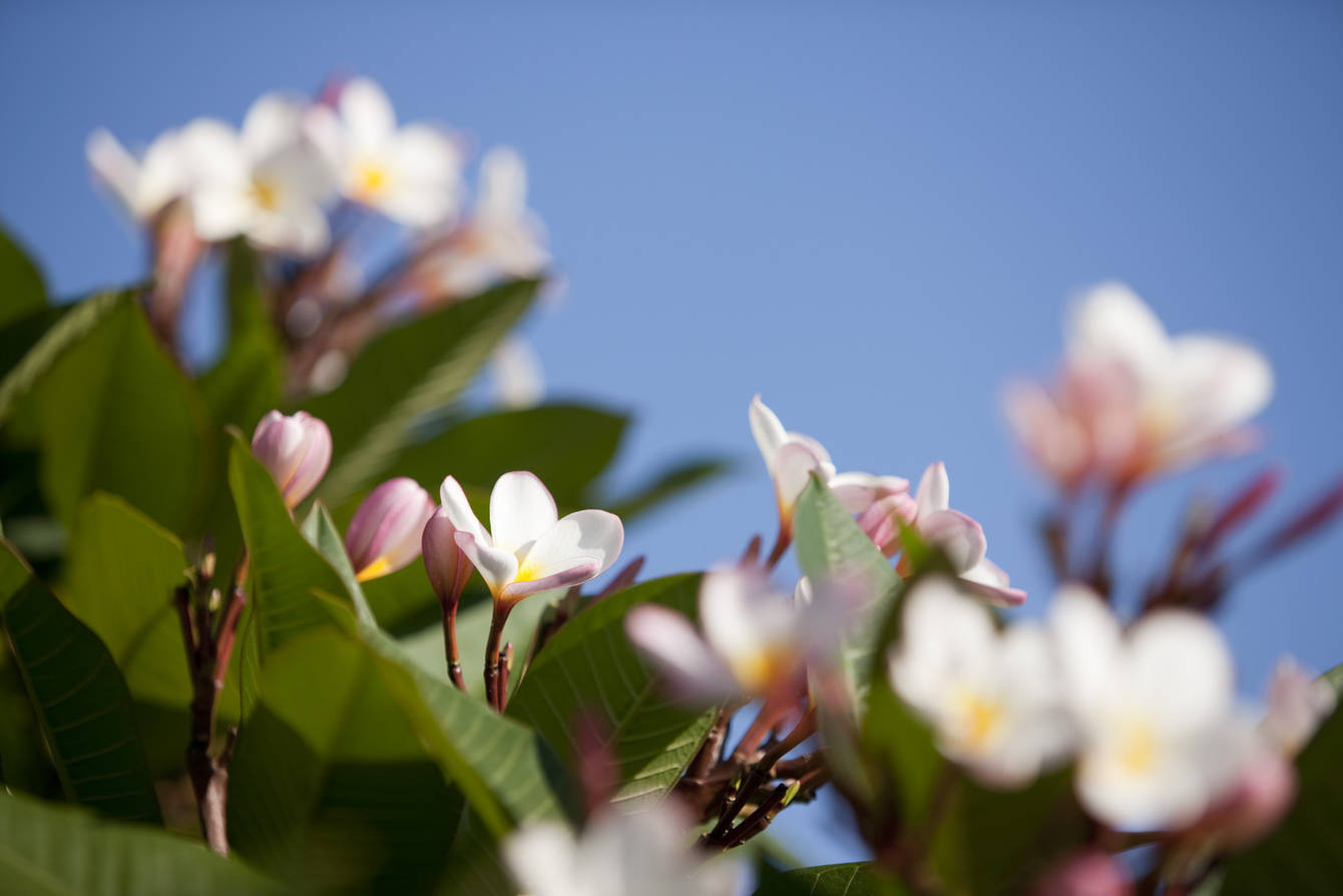 Frangipanis – Tropical Delight!